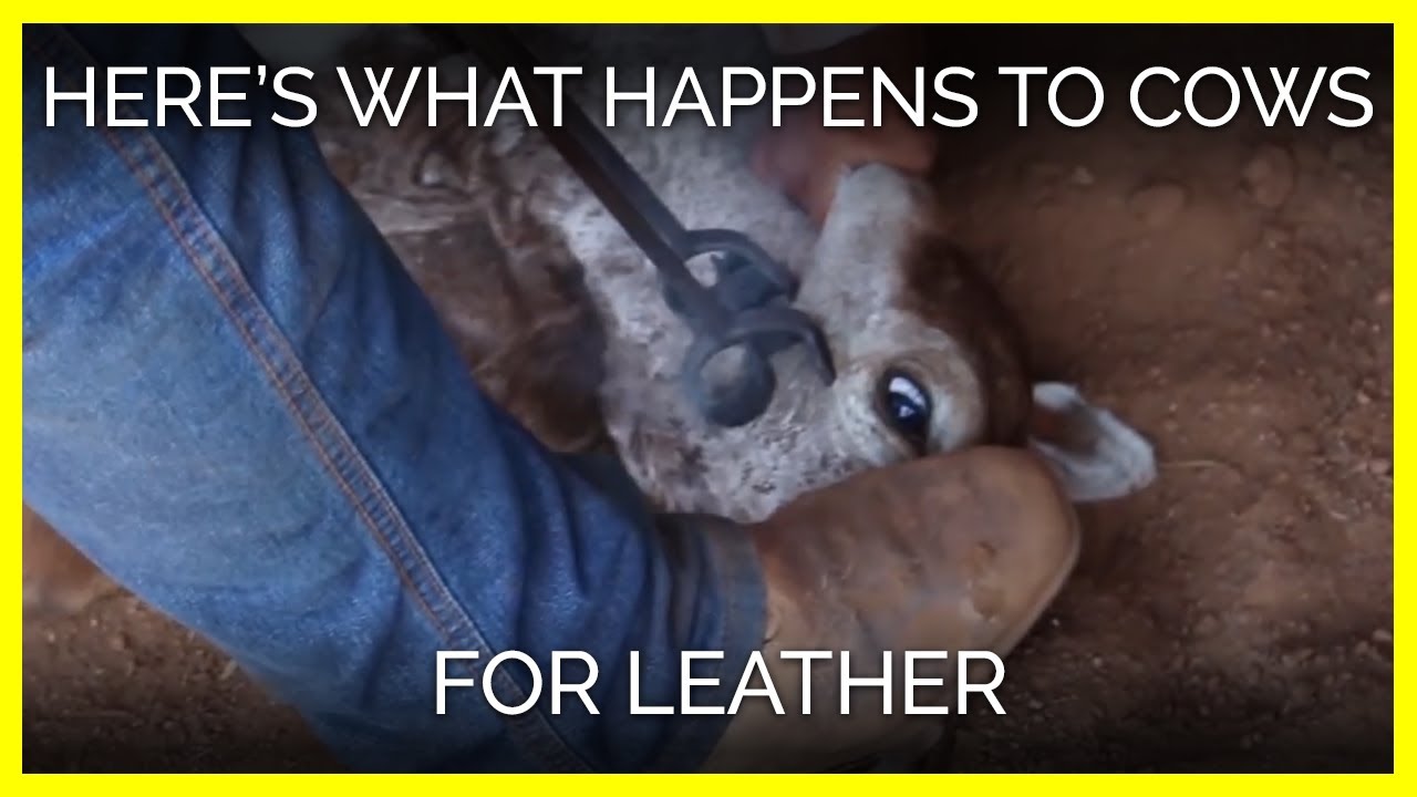 Are cows killed just for leather? Any Answer