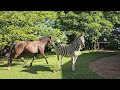 Horses And Zebra Coming In