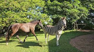 Horses and zebra coming in