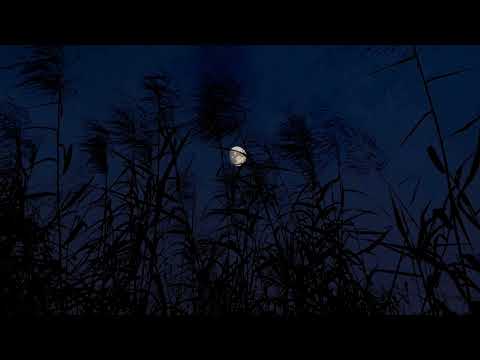 8 HOURS Cricket Conversations and Wind | Binaural Nighttime Ambience | Relax and Sleep