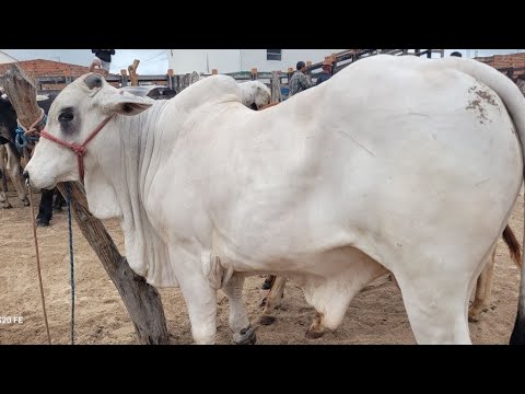 FEIRA  DO GADO DE MANARI PERNAMBUCO 09/04/2026