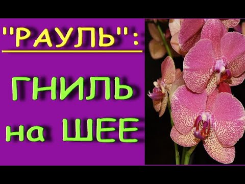 Черная ГНИЛЬ на ШЕЕ орхидеи+РЕЗУЛЬТАТ через 3 месяца и неделю.Phalaenopsis'Raoul'(фаленопсис"Рауль")