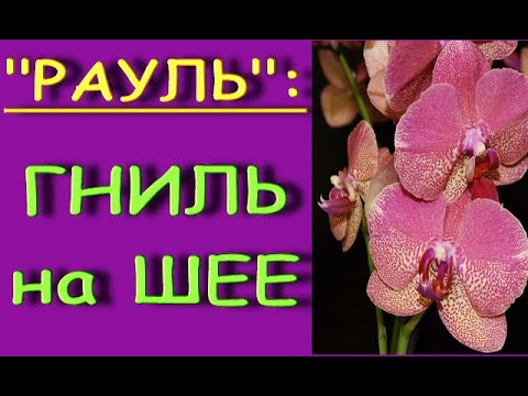 Черная ГНИЛЬ на ШЕЕ орхидеи+РЕЗУЛЬТАТ через 3 месяца и неделю.Phalaenopsis'Raoul'(фаленопсис"Рауль")