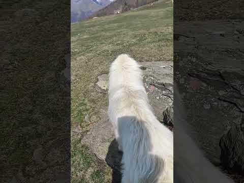 il pastore dei Pirenei, parco naturale del Monviso. 9 aprile 2023