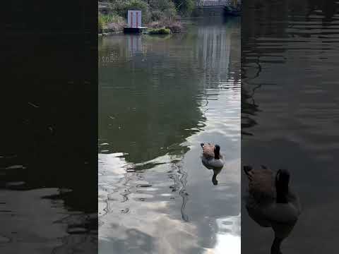 Peaceful ✌🏻 #london #londres #lifeinuk #uk #vlog #citytour #travel #citywalk #canal #londonliving
