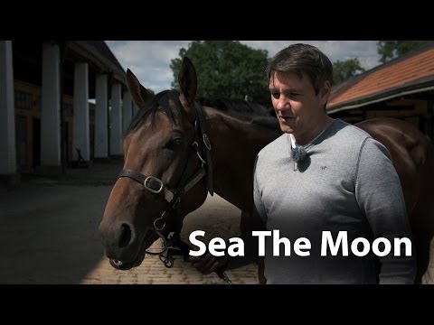 Sea The Moon - Der Favorit im IDEE 145. Deutschen Derby
