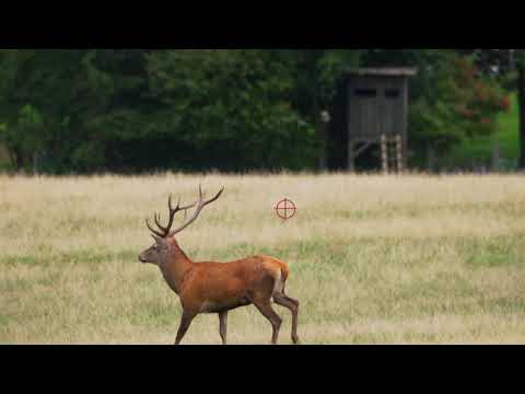 Hilf dem Hirsch in Baden-Württemberg