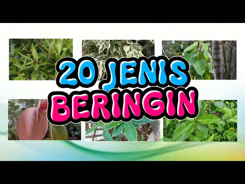 20 JENIS FICUS BERINGIN |  SEBAGIAN BESAR UNTUK BAHAN BONSAI