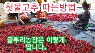 [고추재배방법] 고추따는방법 첫고추 따기 첫고추 따는시기