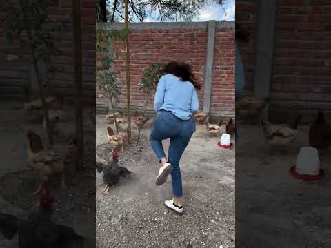 🐓✨ El Gallo Que Respondió: “Aquí Estoy, Señora”