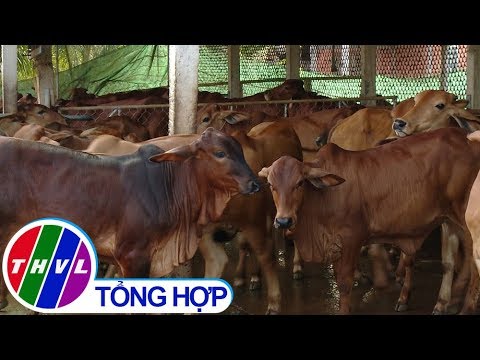 THVL | Nông nghiệp bền vững: Ba Tri xây dựng thương hiệu bò