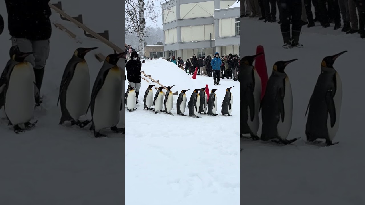 ペンギン雪中散歩