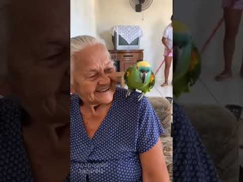 I'm crazy, Dona Maria! 👵😂 #funnyparrot #viralshorts #brazilianparrot