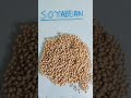 Soyabean and Soya chunks difference | High protein source in soya chunks | low fat in soya chunks