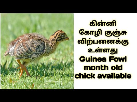 Guinea fowl dayold chicks