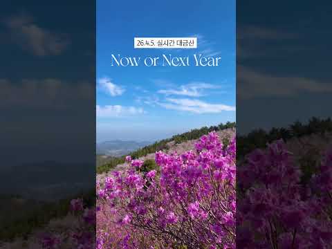  #대금산진달래 지금이 타이밍!