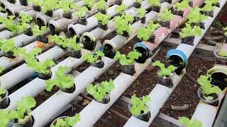 Bakas ni Kristine sa Lettuce Garden