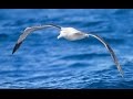 The Albatross - Lobo