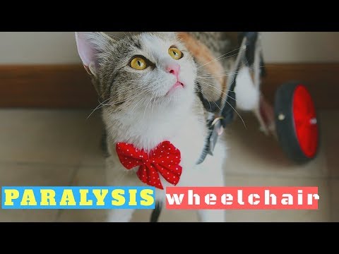 Paralysis Cat or wheelchair cat?