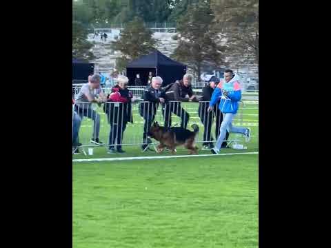 VA7 Youles von Aducht (*Kaspar von Tronje - *Raica vom Eichenplatz) - BAZS 2022 Nurnberg - Stand