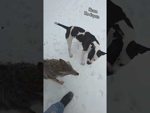 BUSTED MY AZZ!!! 🐺 #weavethecoyote #coyote #dog #puppy #pitbull #cute #animals #animal #nature #love