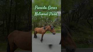 Download lagu Paneda Geres national Park #nature #gerês #portugal #hiking #outdoors #waterfalls #montana mp3