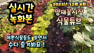 2023년 12월 6일 랜선으로 예쁜식물 구경하면서 수다즐겨봐요. #양재꽃시장 #식물튜브 #식물아빠