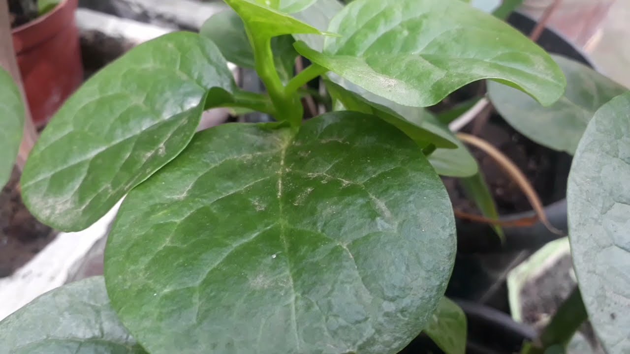 poi plant (Malabar spinach )how to grow, care and benefits of poi plant, 🌿☘🍀
