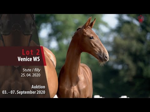 Online-Auktion v. 03. - 07.09.2020 Lot 2 Venice WS Stute v. Vaderland - Dresemann