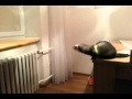 Ferret jump fail - YouTube
