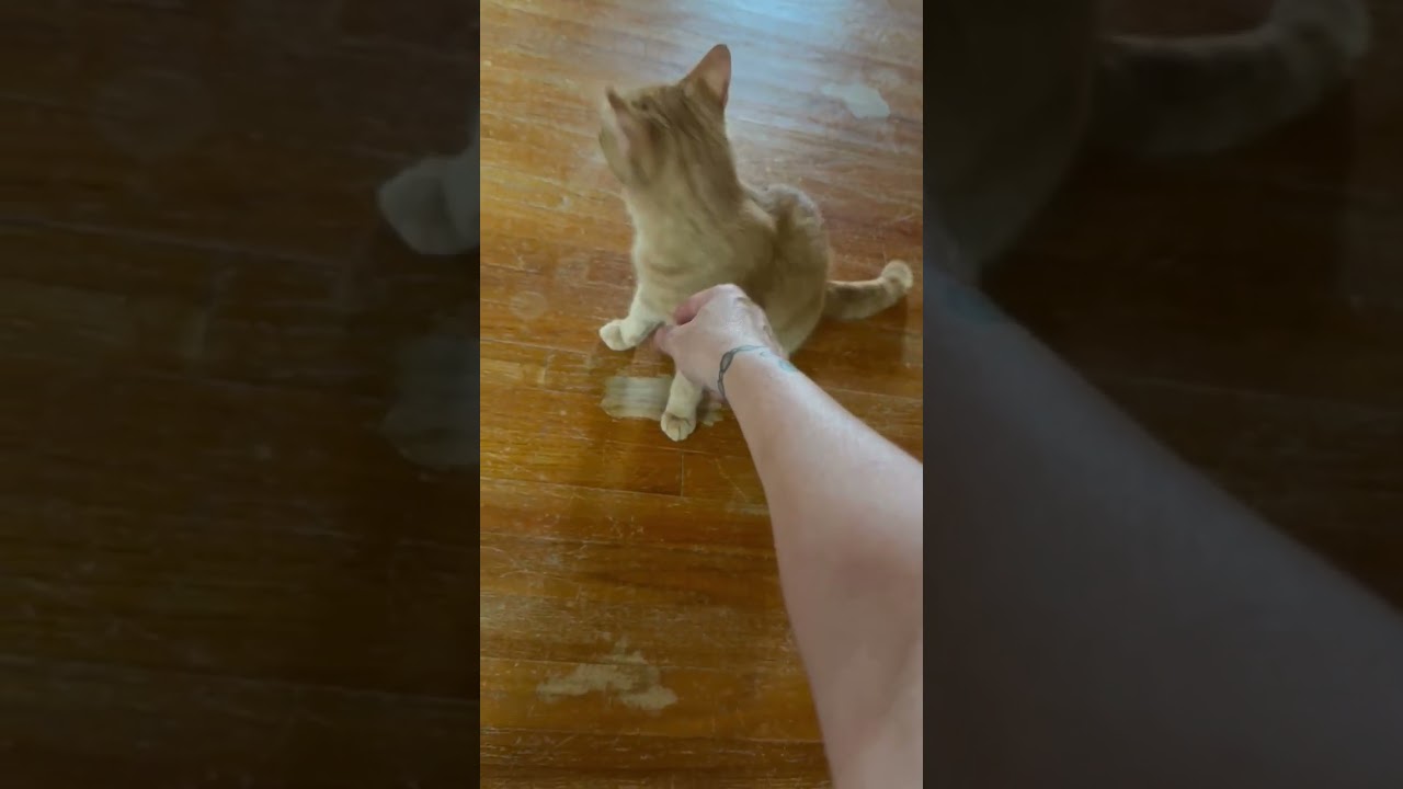 Enlarge Kiwi, a Adoptable mixed breed in Greensburg, PA video 3/6