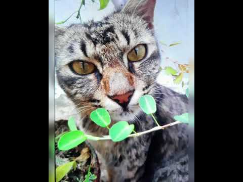 😻my cat oreo🐈||Teja-Diy||