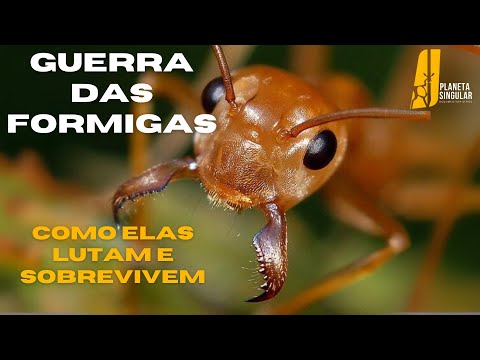 HD DOCUMENTARY | Ants in Conflict: The Most Brutal Insect Battle in the World