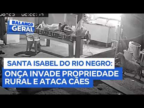 Onça invade propriedade rural e ataca cães em Santa Isabel do Rio Negro