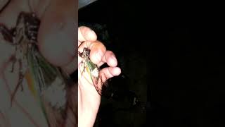 Download lagu Suara Tonggeret / Turaes / Garengpung mp3