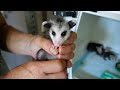 How To Care For Baby Opossums With Primarily Possums