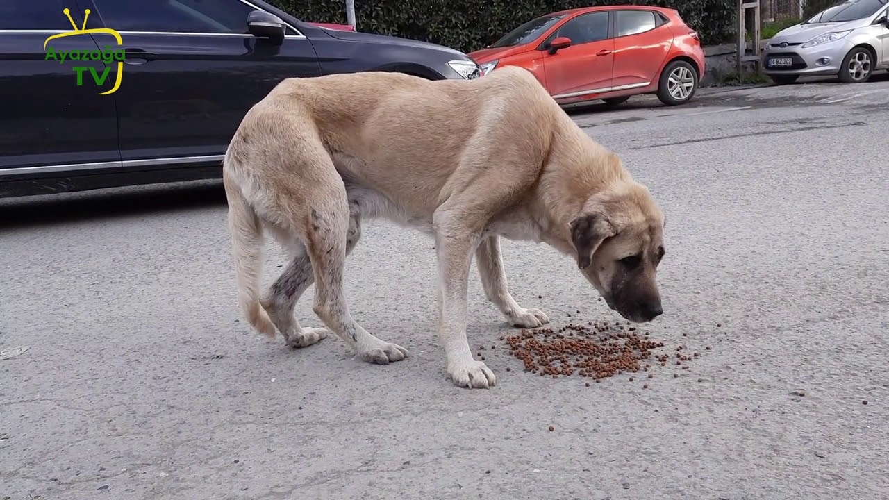 Sarıyer Kaymakamı Sn.Mehmet Özer ve Belediye Başkanımız Sn. Şükrü Genç ile Sokak Hayvanları Özel Programı