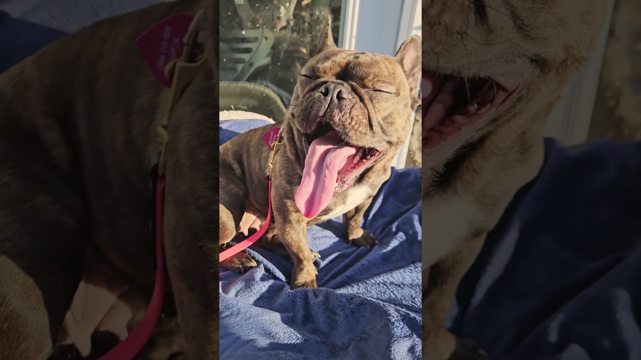 Enlarge Brandy, friends with pug, a ADOPTABLE French Bulldog in Huntington Beach, CA video 4/4