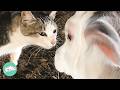 Baby Cow Visits Cat Friend Every Morning To Give Her Kisses Cuddle Buddies