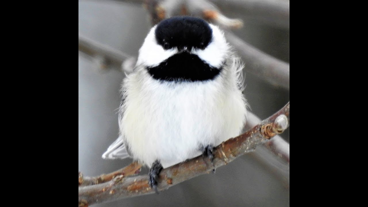 Bird Identity - The Black Capped Chickadee