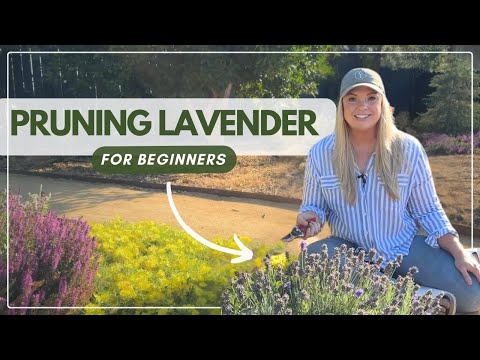 How to Prune Lavender: A Beginner's Guide
