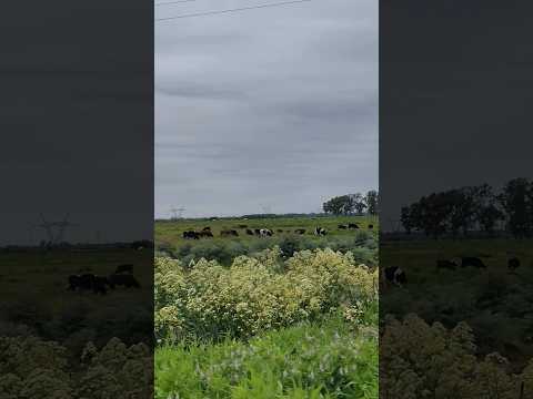 Campo y Vacas en la Ruta 16 en Almirante Brown Buenos Aires Argentina