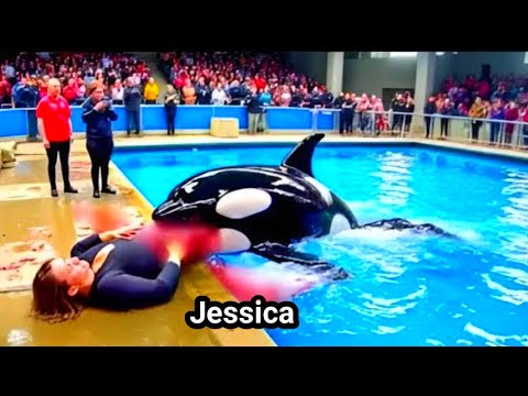 Jessica Radcliffe Orca Story 002 😳 #trending #jessica #dolphin 