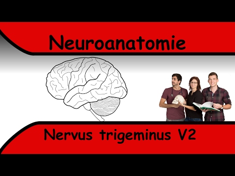 Nervus Trigeminus V2 clipdocs.de