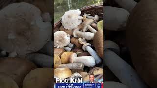 Byłem na grzybach a Wy? 🍄‍🟫😊