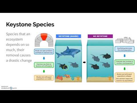 1.11 Food Chains & Webs
