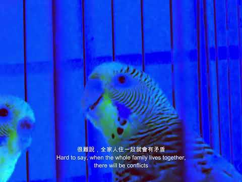 李卓媚《在枕頭上作夢》影片縮圖