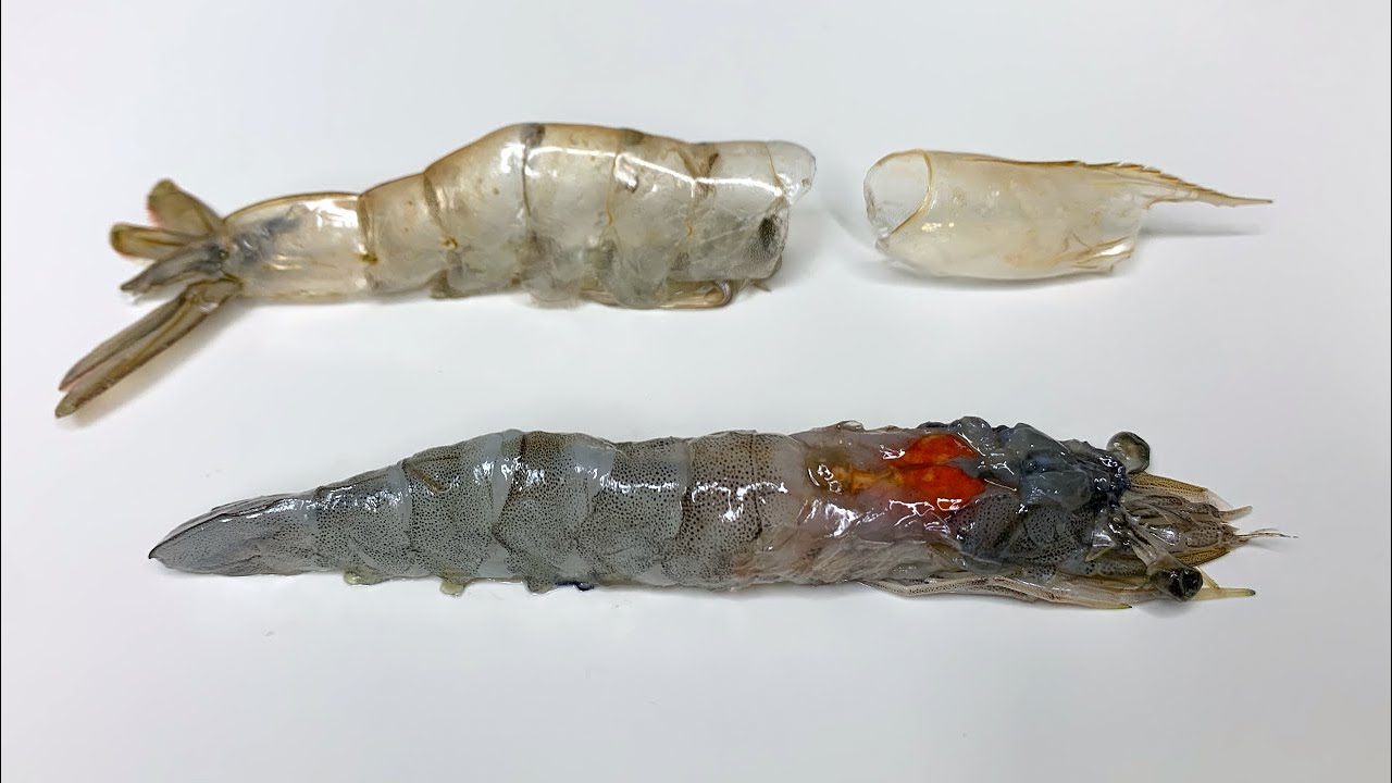 당신이 새우에서 보지 못한 것들 - 새우 해부(Shrimp dissection)