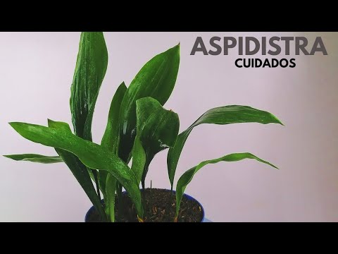 , title : 'aspidistra planta cuidados donplantin'