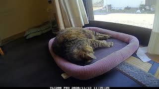 [タイムラプス]20/11/13　にゃんこの日常　［癒しの映像］ コマドリ間隔５